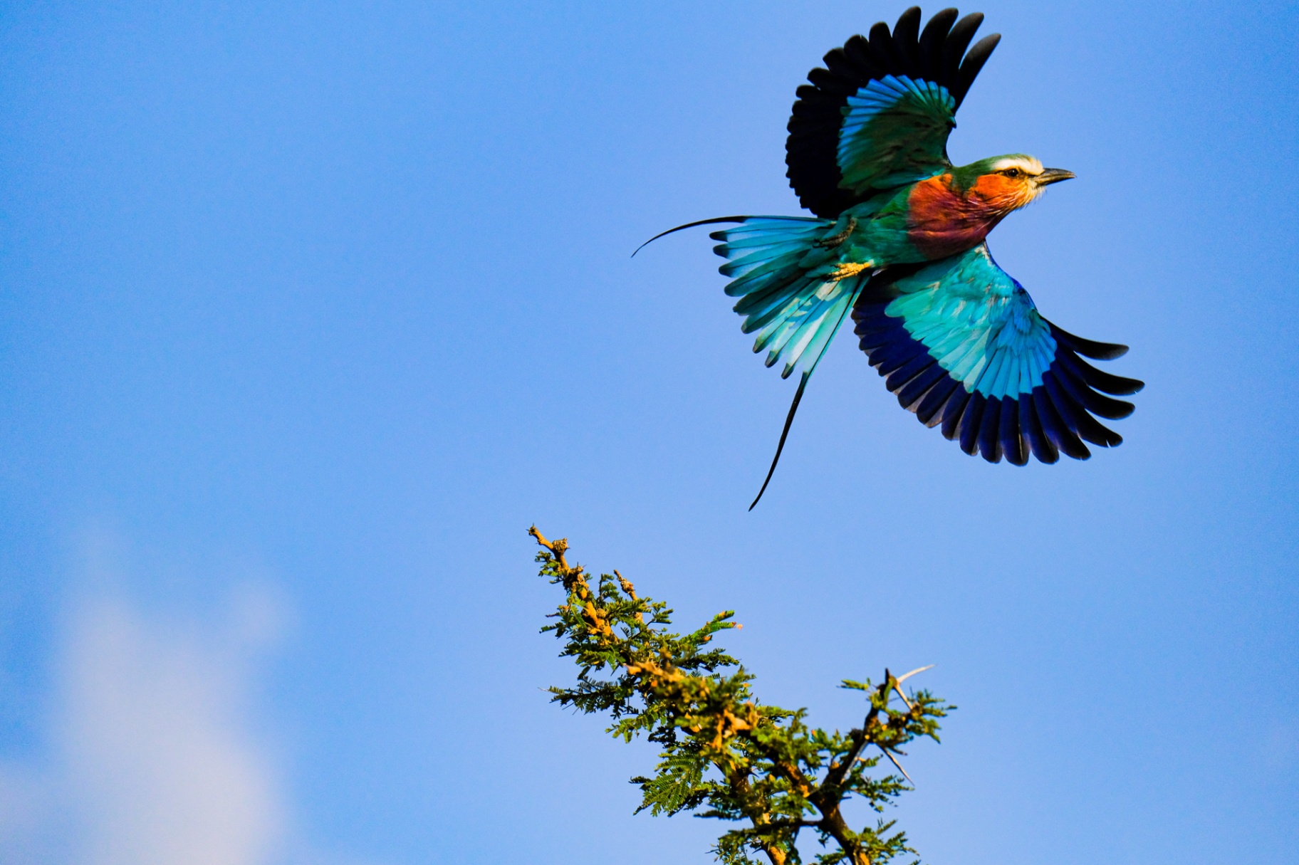 Lilac-breasted roller launching from an acacia branch against blue sky