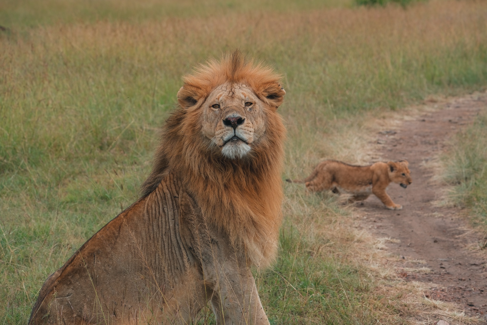 Male lion sitting on the savanna with a cub crossing the path behind him