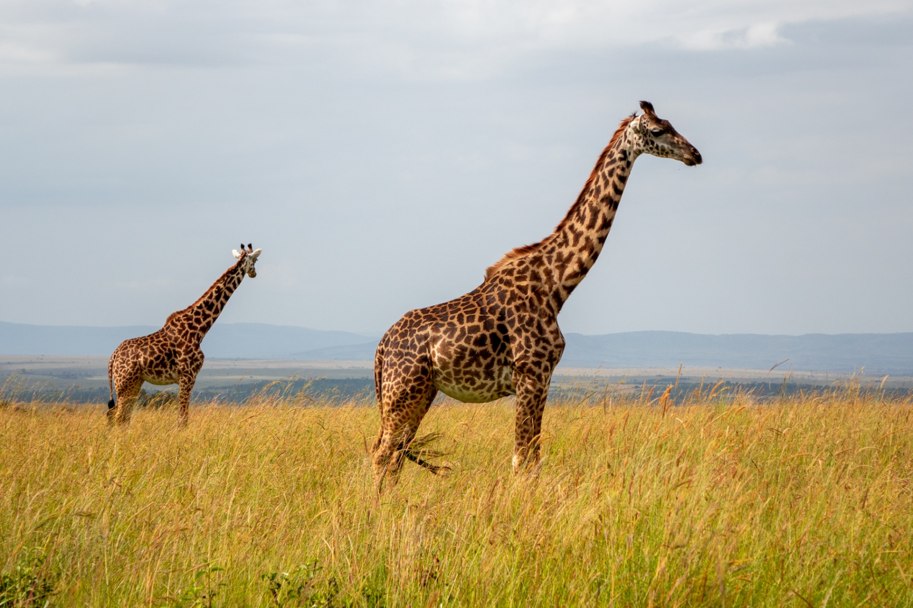 Two Masai giraffes standing in golden grass with distant hills behind
